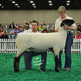NAILE Winners