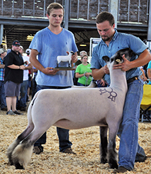 National Hampshire Sale